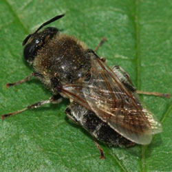 Stratiomys longicornis